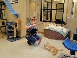 Brittany and bachelor cats Brittany and bachelor cats